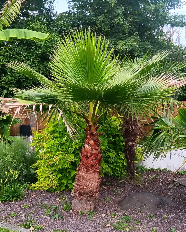 Massif planté de palmiers et d'arbustes sur paillage minéral